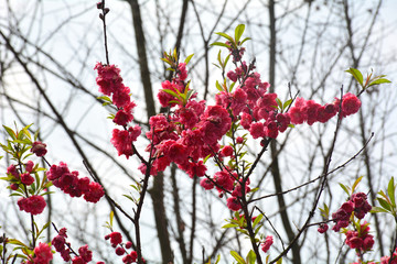 桃花桃树