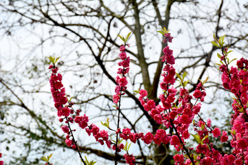 桃花桃树