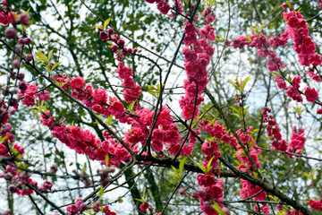 桃花桃树