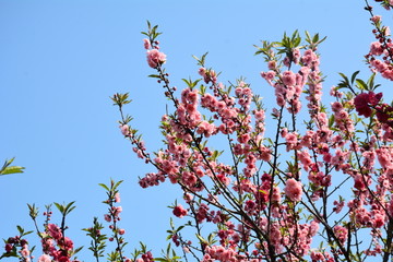 桃花桃树花卉