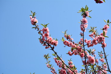 桃花桃树