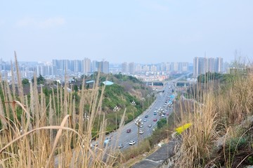 街景绿化