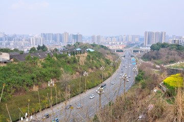 街景绿化