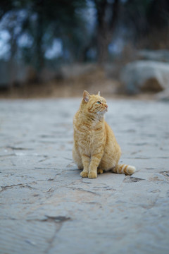 橘猫