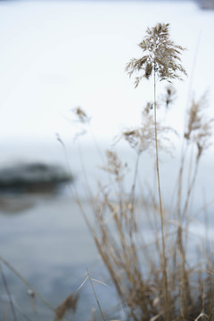 雪中芦苇