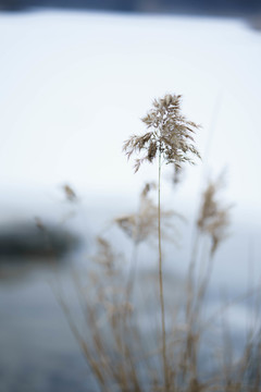 雪中芦苇