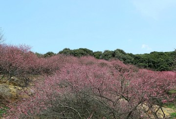 梅花春天树林