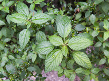 大戟科植物铁苋菜