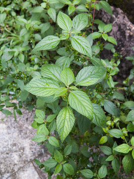 大戟科植物铁苋菜