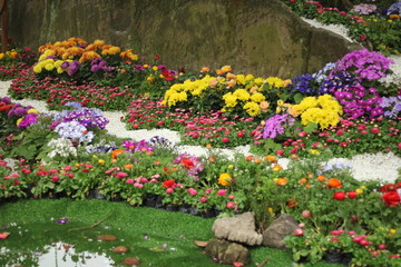 菊花