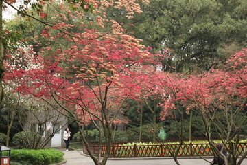 红叶