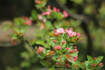 桃花