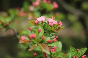 桃花