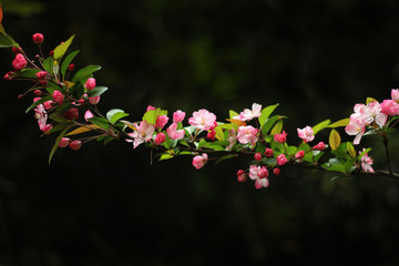 桃花
