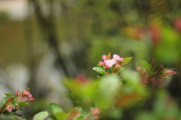 桃花