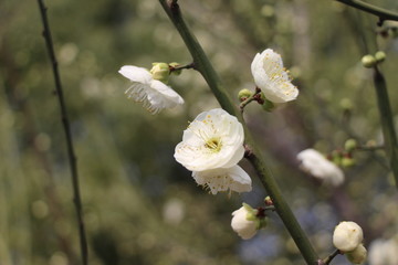 白梅花