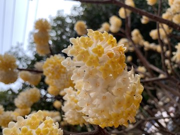 黄花