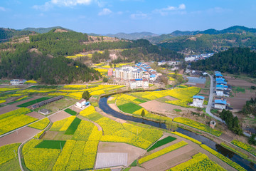 2019凤来镇菜花