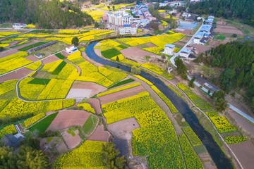 2019凤来镇菜花