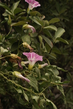 牵牛花