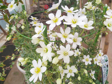白色花