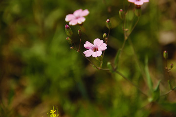 野花