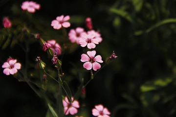 麦蓝菜