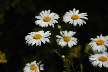 白菊