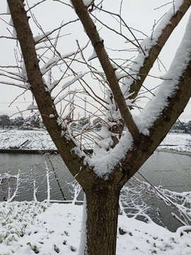 雪花