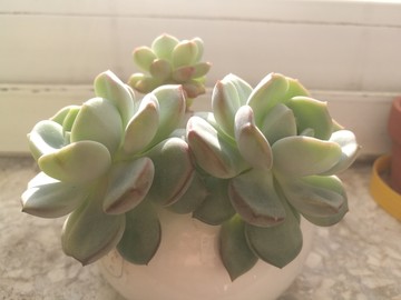 香草多肉