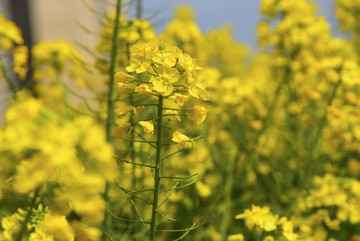 油菜花