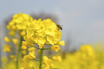 蜜蜂采油菜花蜜