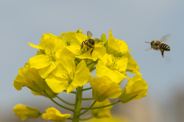 蜜蜂采油菜花蜜