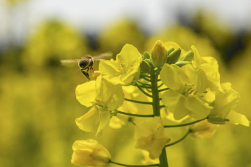 蜜蜂采油菜花蜜