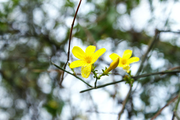 迎春花