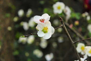 海棠花