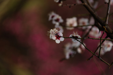 梅花