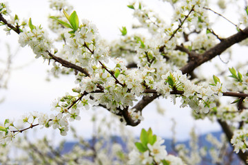 李子花