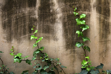 墙上的藤蔓