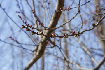 花苞