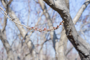 花苞