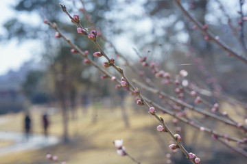 花苞