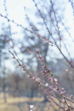 花苞