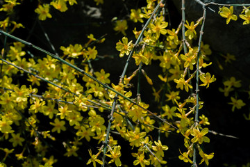 黄花