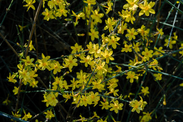 黄花