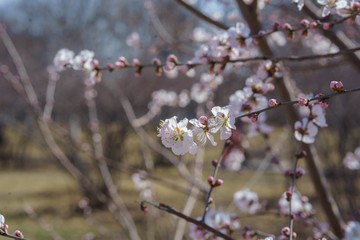 桃花