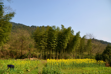 乡村春色