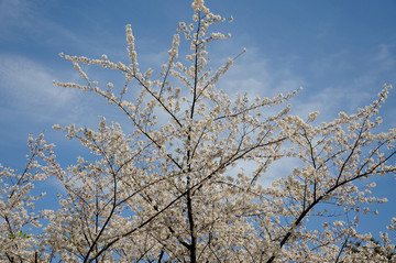 樱花素材