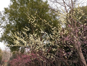 梅花