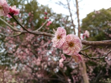 梅花